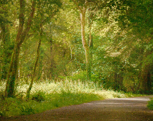 Sunrays through the trees