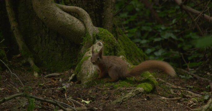 Cute Red Squirrel perched on forest tree roots jumping climbing slow motion