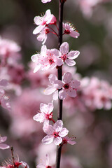 Spring flowering plum and apple fruit trees with white blossoms against a blue sky
