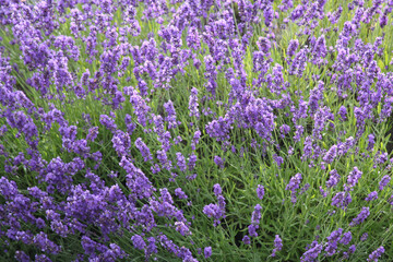Fototapeta premium Spring flowers from the garden with orange, white, purple, blue, and pink blooms and dark green leaves.