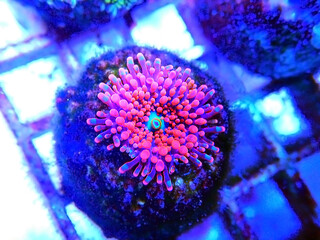 Ricordea yuma polyps ear mushroom coral - Ricordeidae sp.