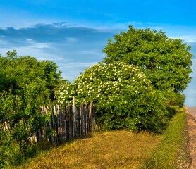Fototapeta na wymiar elderberry bushes blooming and blue sky with light clouds