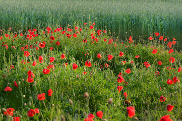 Flowers Red poppies blossom on wild field. Beautiful field red poppies in soft light.