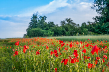 field of red poppies in wheat field