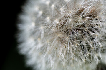 L&ouml;wenzahn, Pusteblume
