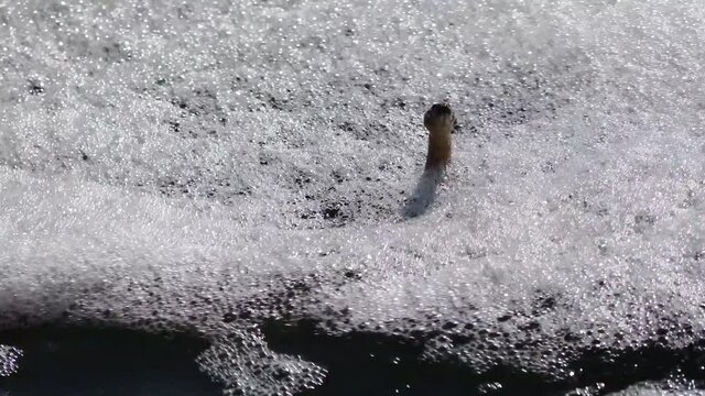 Head of a dice snake (Natrix tessellata)  sticks out of foam in dirty water, Hadzhibey estuary, Ukraine