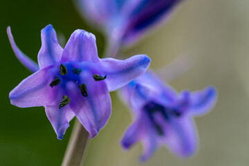 Ajuga reptans