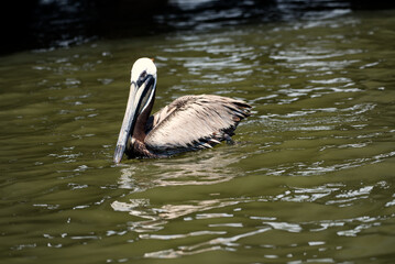 A pelican swimming in a creek.