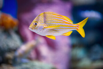 A beautiful yellow grunt in a large aquarium.