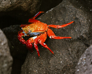 Sally Lightfoot Crab On Rock in Galapagos Islands.