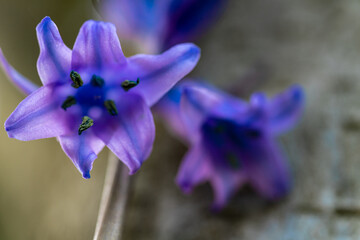 Ajuga reptans