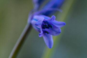 Ajuga reptans