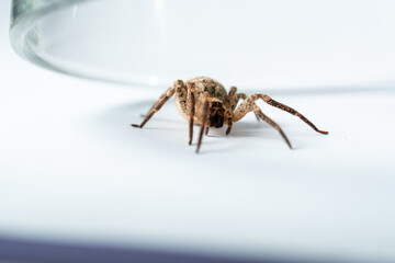 Kreuzspinne, Spinne im glas