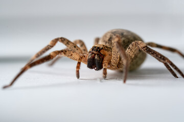 Kreuzspinne, Spinne im glas