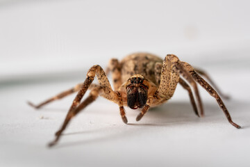 Kreuzspinne, Spinne im glas