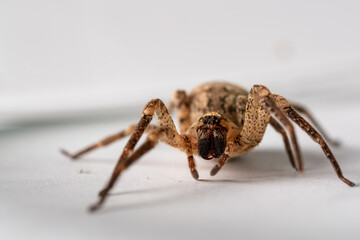 Kreuzspinne, Spinne im glas
