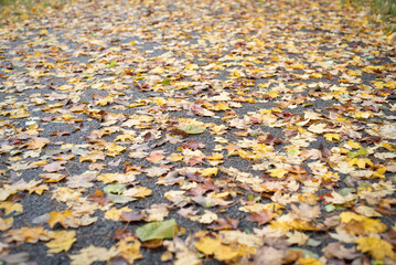Fallen autumn leaves on a wet blacktop path.
