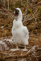 Baby Blue Footed Booby Cries For Mother to Return With Food on Galapagos Island.