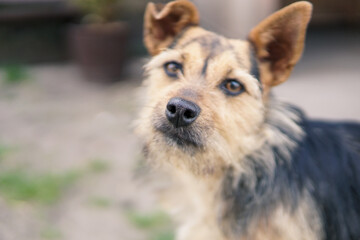 Close up of a nose of a dog. Crossbreed dog.