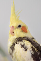Pied cockatiel (Nymphicus hollandicus) after a bath.