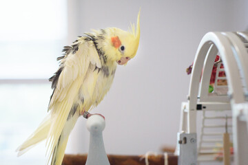A pied cockatiel (Nymphicus hollandicus) preening itself after a bath while perched on its cage.