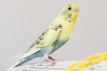 Yellow and blue female American Parakeet/Budgerigar on top of cage with yellow chain toy.