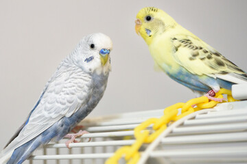 Light blue male and yellow and blue female American Parakeets/Budgerigars on top of thier birdcage.