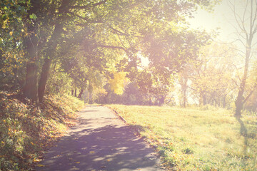 Naklejka premium Bright surreal scene of a walking trail surrounded by trees and field of grass.