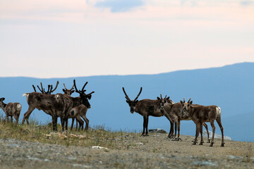 Forty Mile Caribou herd tundra Alaska