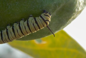 Caterpillar on leaf
