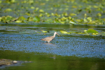 Marbled Godwit wadding in water