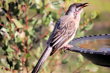Red Wattlebird (Anthochaera carunculata) at birdbath, South Australia