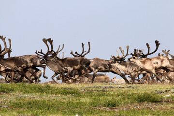 Forty Mile Caribou herd tundra Alaska