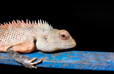 INDIAN AGAMA
