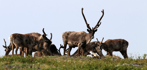 Forty Mile Caribou herd tundra Alaska