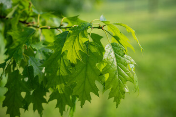 Green leaf with dew. Tree branch after the rain. Summer morning