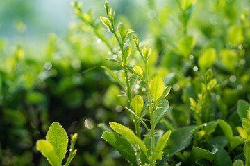 Green leaf with dew. Tree branch after the rain. Summer morning
