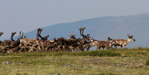 Forty Mile Caribou herd tundra Alaska © Ian