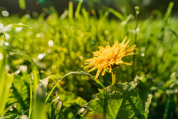 Yellow dandelion in the green grass. Summer day. A fly sits on a flower
