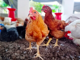 Brown Hen