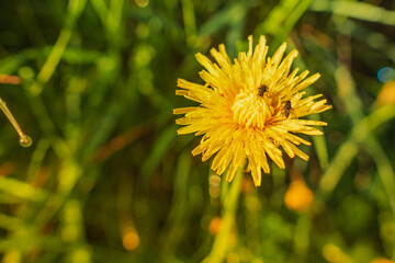 Yellow dandelion in the green grass. Summer day. A fly sits on a flower