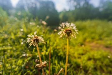 Wet dandelions after the rain