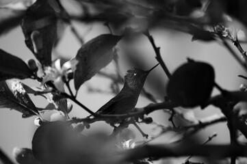 picaflor, colibri o hummingbird © Sergio Peña y Lillo