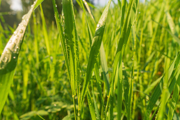 Dew on the green grass in the morning sun. After the rain
