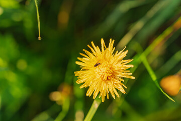 Yellow dandelion in the green grass. Summer day. A fly sits on a flower