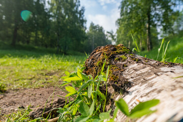 A log in the grass in the forest. Summer morning 