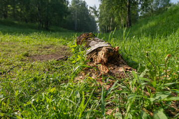 Fototapeta na wymiar A log in the grass in the forest. Summer morning in nature