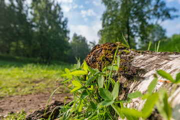 A log in the grass in the forest. Summer morning in nature