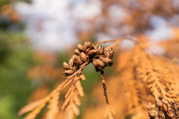 Ripening thuja. Thuja with fruits in a summer park.