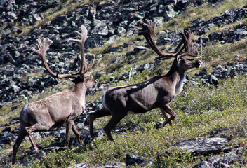 Forty Mile Caribou herd tundra Alaska